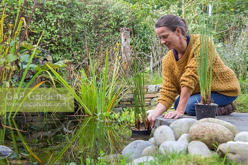 Femme retournant une plante aquatique à l'eau après une division réussie, Juncus inflexus - Hard Rush