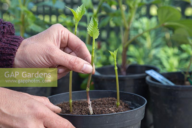 Planter des boutures de pousses de dahlia dans un pot, également espacées pour permettre la croissance