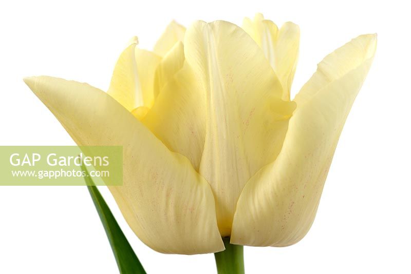 Tulipa 'Silk Road '. Tulipe de couleur crème avec des marques variables rose rougeâtre, avril