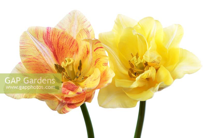 Tulipa 'Silk Road' - Tulipes de couleur crème avec des marques variables rose rougeâtre, avril