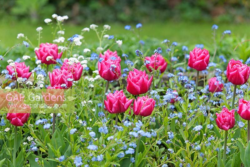 Tulipa 'Queen of Marvel' avec Myosotis - Chenies Manor Gardens