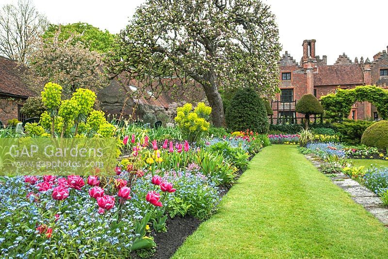 Chenies Manor Gardens, Buckinghamshire, montrant le 'jardin englouti' et la maison au printemps. La plantation comprend Tulipa 'Queen of Marvel', Myosotis, Hosta, Euphorbia, Primula