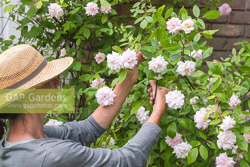 Femme coupant des fleurs d'une rose grimpante blanche