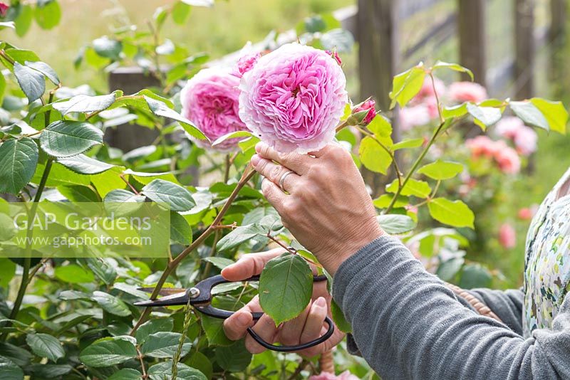 Femme coupant des fleurs de Rosa 'James Galway'