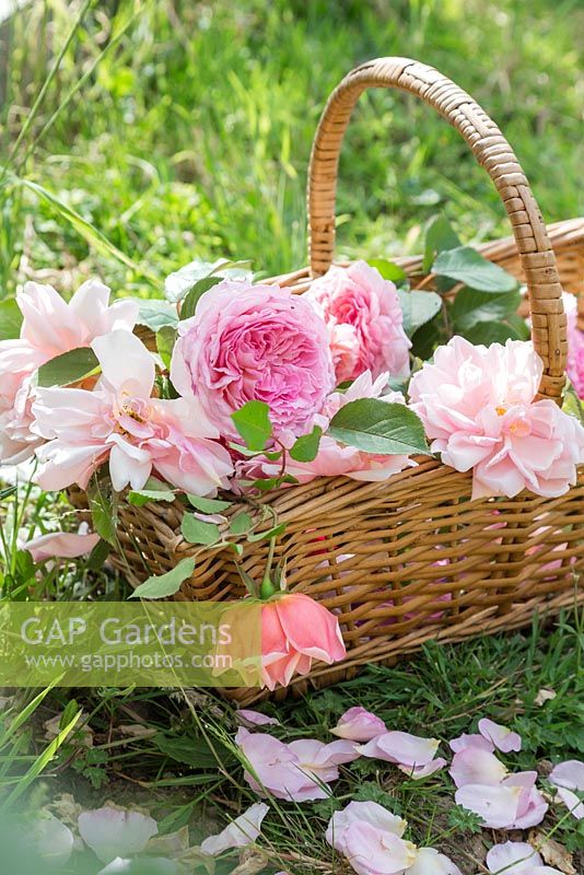 Panier en osier de roses coupées sur l'herbe. Rose 'Gertrude Jekyll', Rosa 'James Galway' et Rosa 'Constance Spry'
