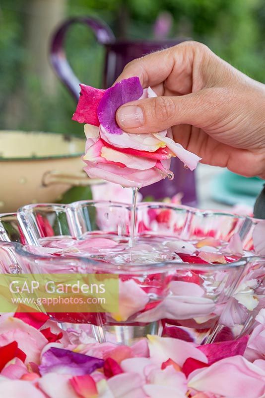 Ajouter des pétales de rose dans un bol d'eau pour être nettoyé