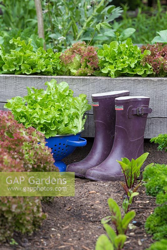 Passoire bleue de laitue récoltée - Lactuca sativa avec des bottes en bordure de légumes