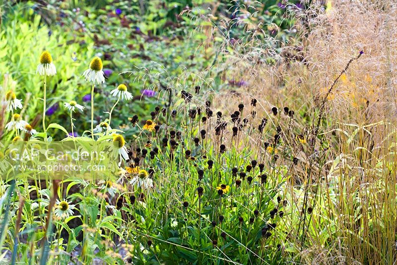 Parterre d'été de vivaces et de graminées. Echinacea purpurea Alba, hélénium, Deschampsia cespitosa 'Goldschleier'