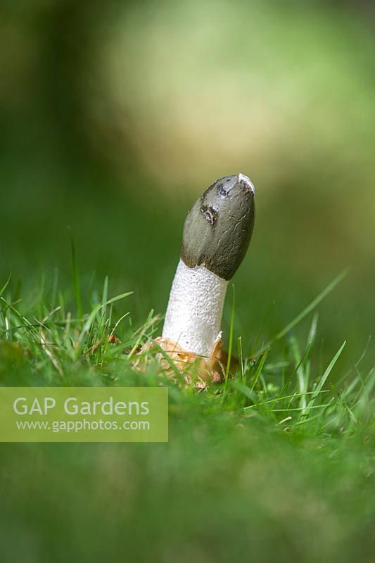 Phallus impudicus - Champignon Stinkhorn poussant sur la pelouse