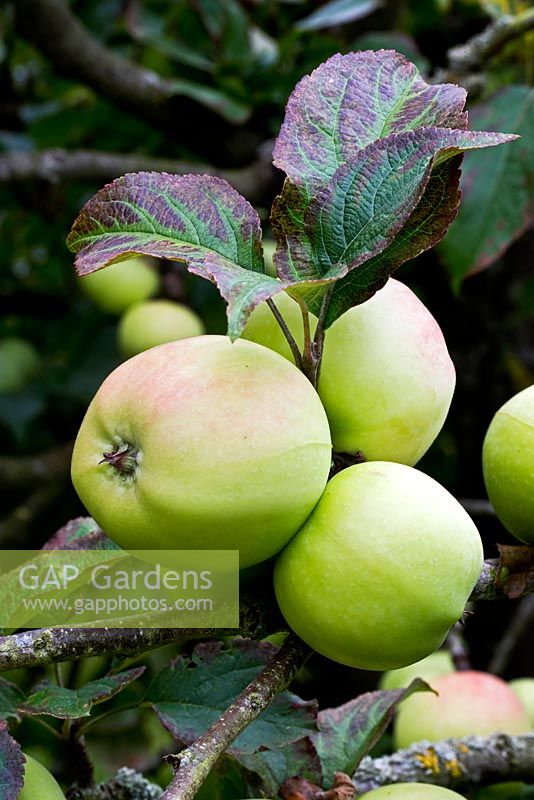 Malus domestica 'Wormsley Pippin '. Cuisinière tardive et pomme dessert. Verger, pépinière et jardins sur le domaine Herefordshire. Septembre.
