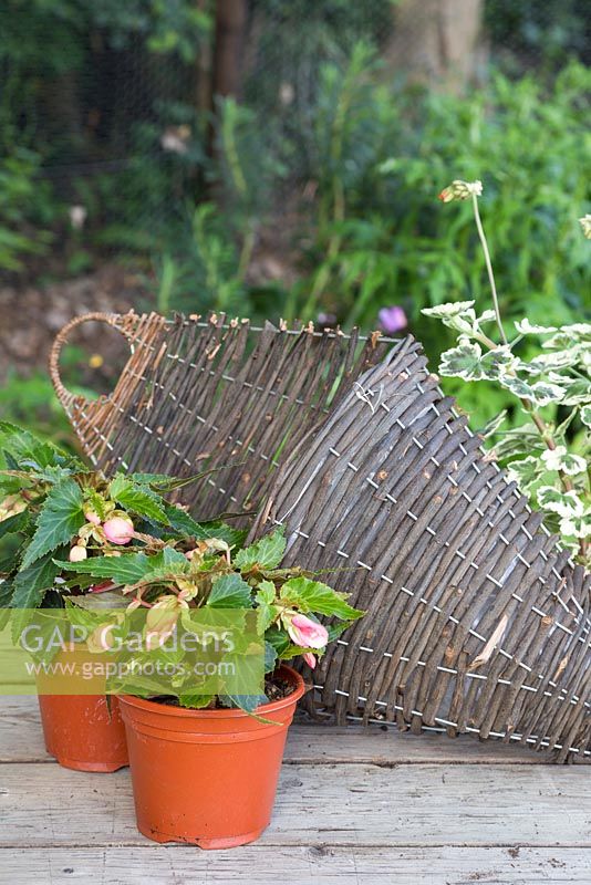 Planter un panier mural à thème rose. Pelargonium 'Frank Headley' et Begonia 'Blissful' Million Kisses series