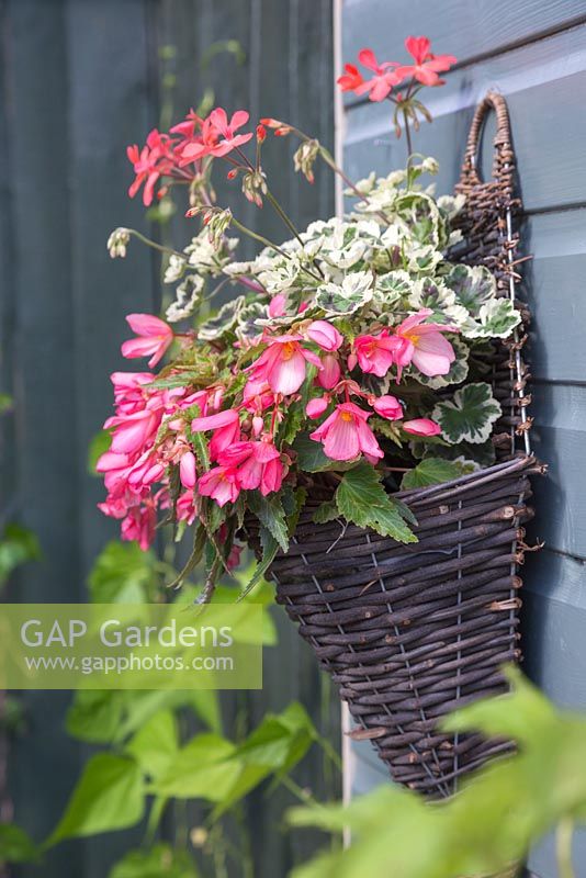 Panier mural à thème rose planté de Pelargonium 'Frank Headley' et Begonia 'Blissful' Million Kisses series