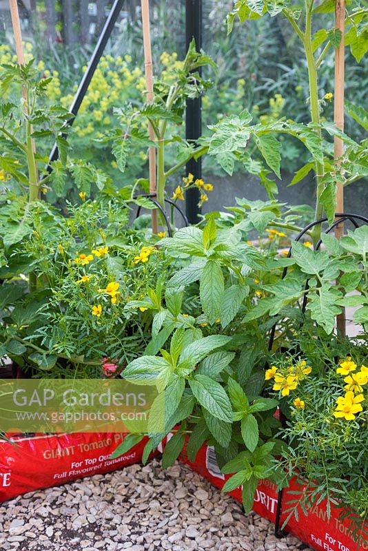 Plants de tomates avec plantation complémentaire de menthe, de tagètes et de ciboulette pour aider à garder la serre exempte de parasites