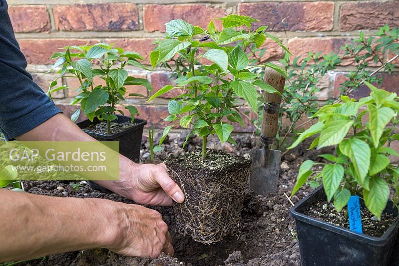 Planter des boutures de résineux de Salvia 'Amistad' dans un parterre de jardin avant