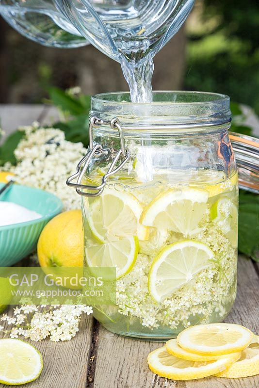 Faire une boisson aux fleurs de sureau. Ajouter de l'eau au mélange de fleurs de citron, de lime, de sucre et de sureau en tranches