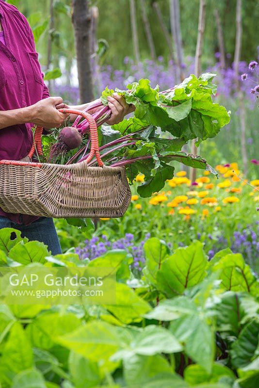 Une femme récolte des betteraves à partir d'une frontière de légumes surélevés, tenant un panier en osier de récoltes récoltées
