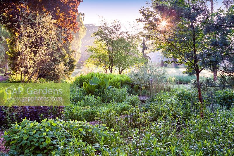 Adrian's Wood, jardin indigène d'Amérique du Nord au Bressingham Gardens, Norfolk, Royaume-Uni. Juin, été.