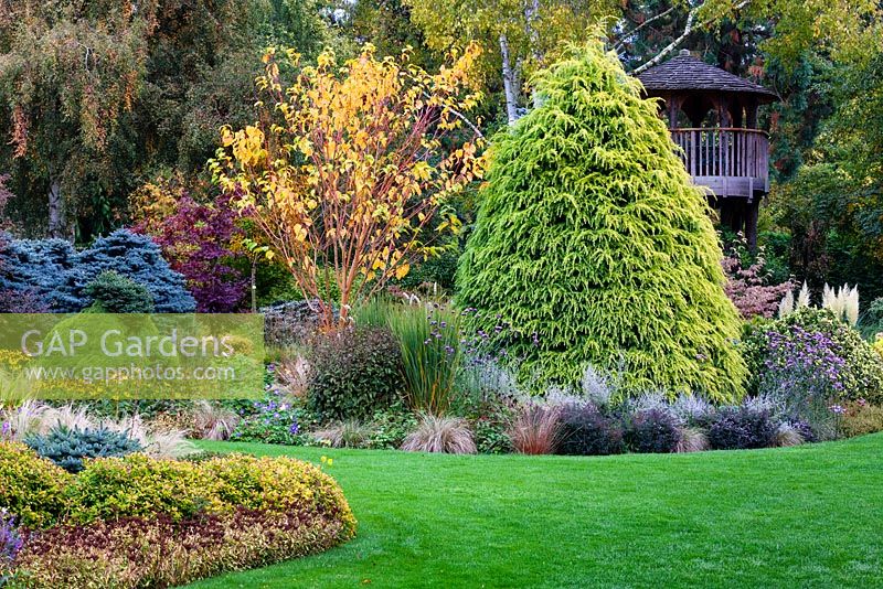 Parterre d'automne mixte avec Acer x conspicuum Phoenix à Foggy Bottom, Bressingham Gardens.