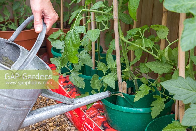 Arrosage des plants de tomates 'Garden Candy'