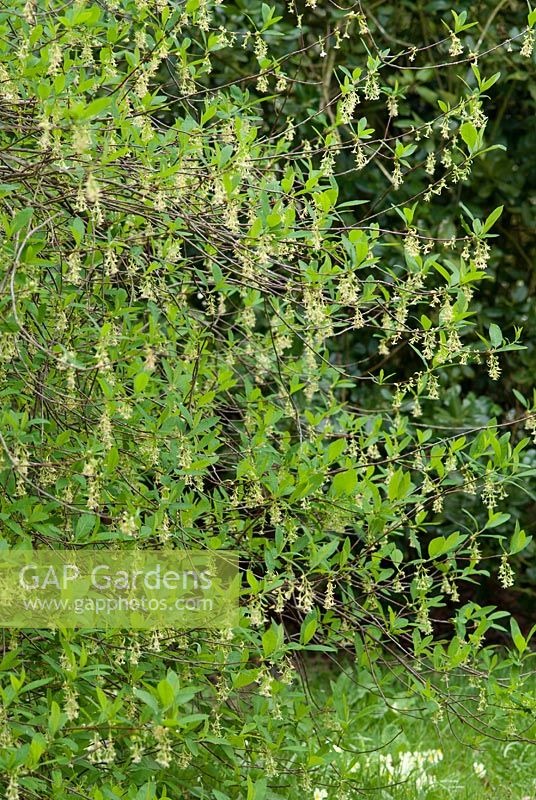 Oemleria cerasiformis - Prune Oregan, arbuste de printemps aux fleurs blanches parfumées aux amandes. L'endroit pour les plantes, Suffolk