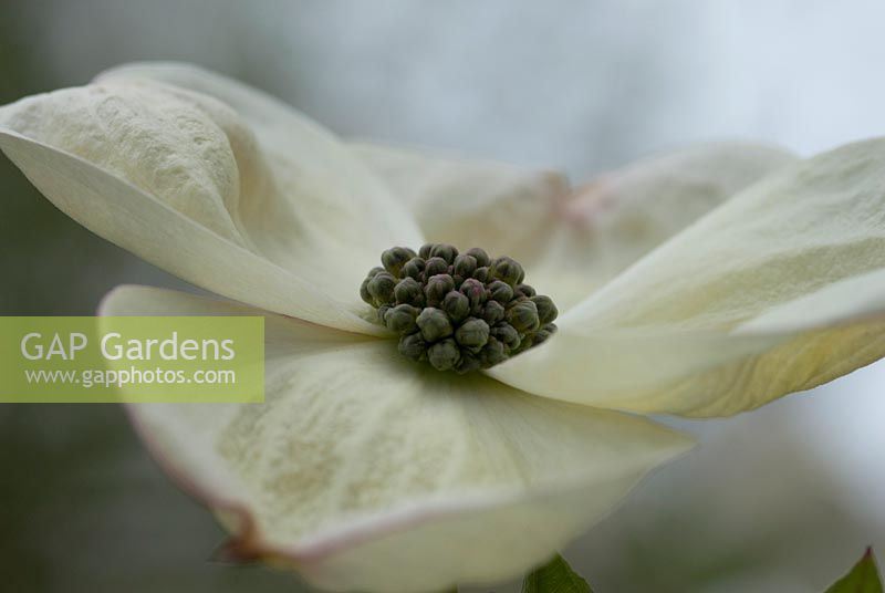 Cornus nuttallii - Cornouiller occidental, bractées florales blanches. The Place For Plants, Suffolk, avril.