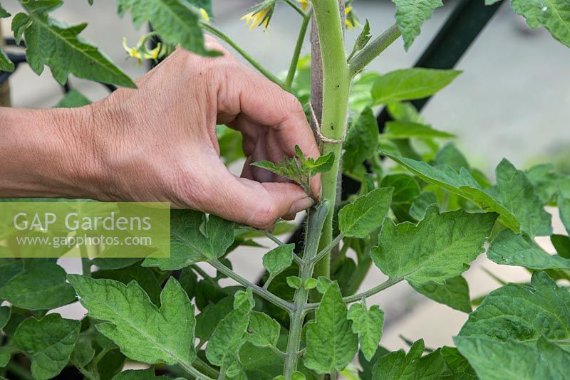 Pincer les pousses latérales de Tomate 'Gardener's Delight'