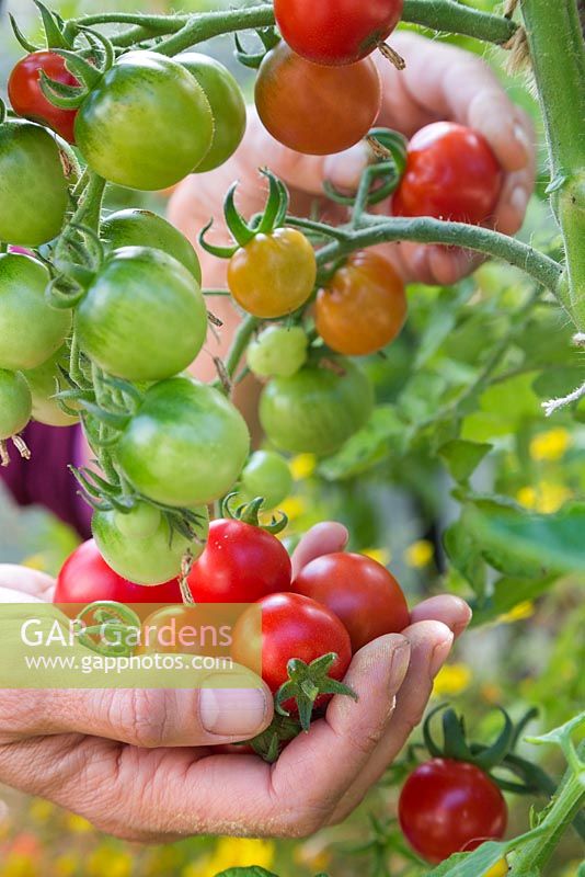 Récolte de tomates 'Délice du jardinier'