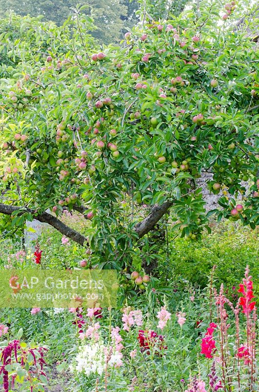 Malus - vieux pommier chargé de fruits, sous-planté d'Antirrhinum - le jardin clos de Mells, Somerset