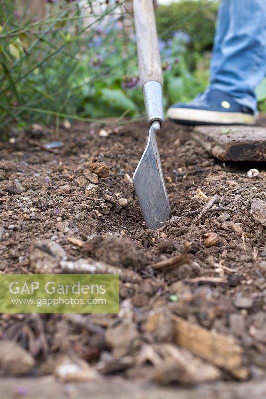 Utilisation d'un outil de jardinage pour créer une tranchée peu profonde pour les graines de Cerinthe major 'Purpurascens'