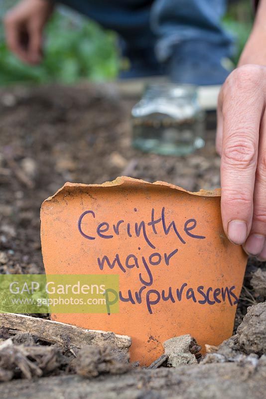 Ajout de l'étiquette 'Purpurascens' de Cerinthe Major en utilisant un pot en terre cuite cassé