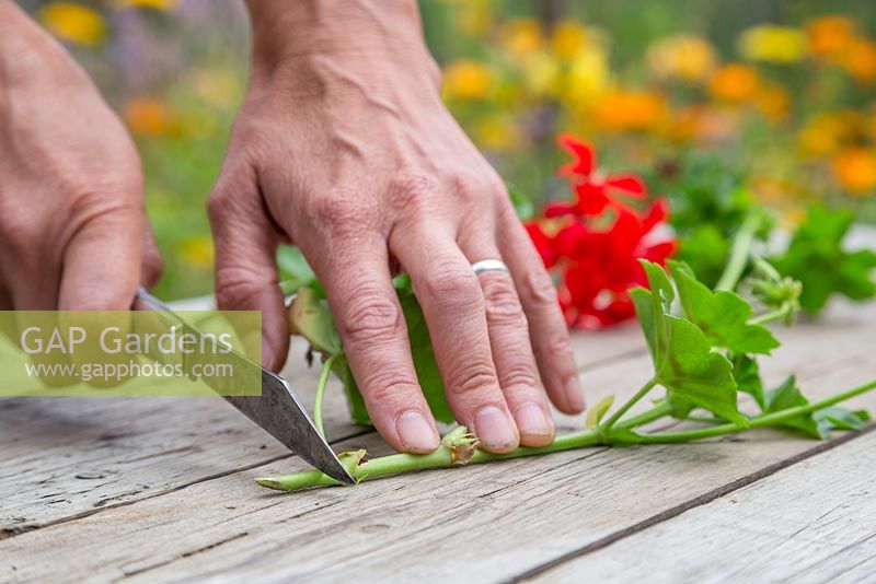 À l'aide d'un couteau bien aiguisé, retirez le bas des boutures de pélargonium sous le nœud de la plante