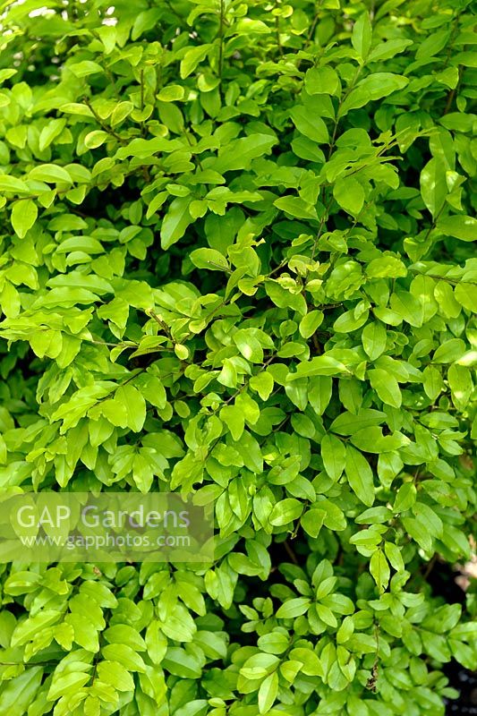 Ligustrum sinensis 'Citron et citron vert'