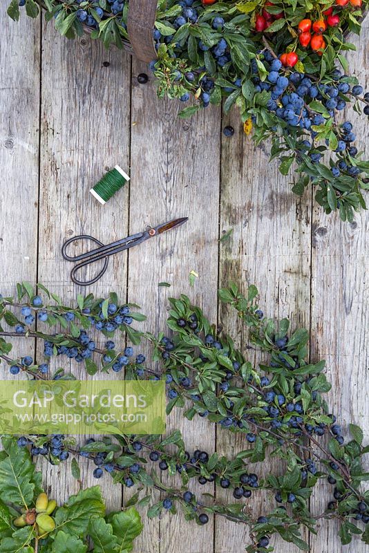 Matériaux nécessaires à la création d'une couronne automnale de baies de prunelles. Ciseaux, fil artisanal et prunelles - Prunus spinosa