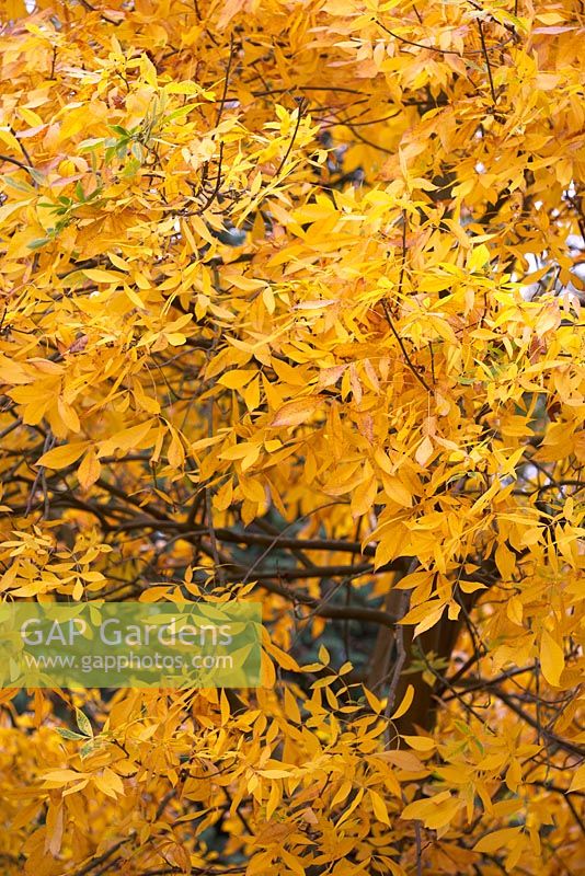 Carya glabra - Pignut Hickory en novembre.