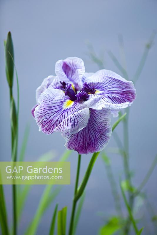 Iris ensata 'Capricain Butterfly' Marx 1984, un iris tétraploïde entièrement double des États-Unis - près de l'étang supérieur. Marwood Hill, Devon: Collection nationale d'iris ensata
