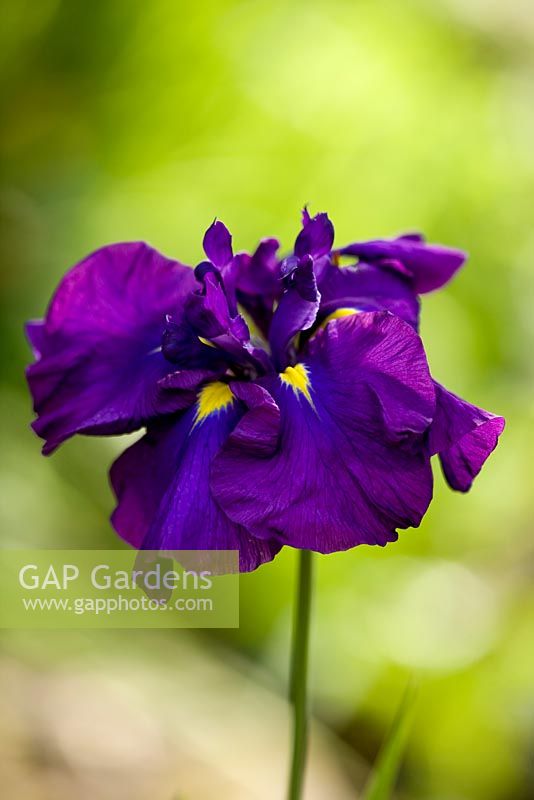 Iris ensata 'Foreign Intrigue' bauer and coble 1995, un énorme iris tétraploïde bleu violet en coloration. Marwood Hill, Devon: Collection nationale d'iris ensata