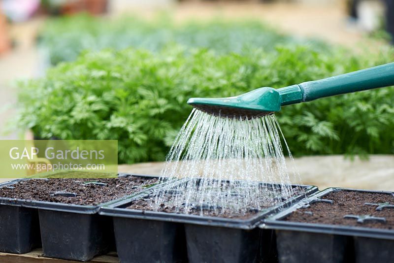 Préparez le compost pour semer les graines en arrosant et en laissant égoutter