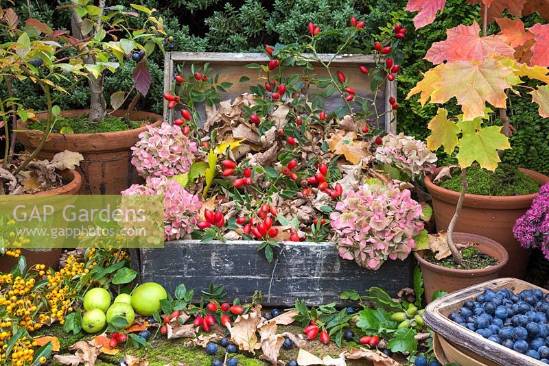 Exposition automnale de cynorhodons, capitules de fleurs d'hortensia, pommes de crabe sauvages, Pyracantha, Acer miniatures et baies de prunelles