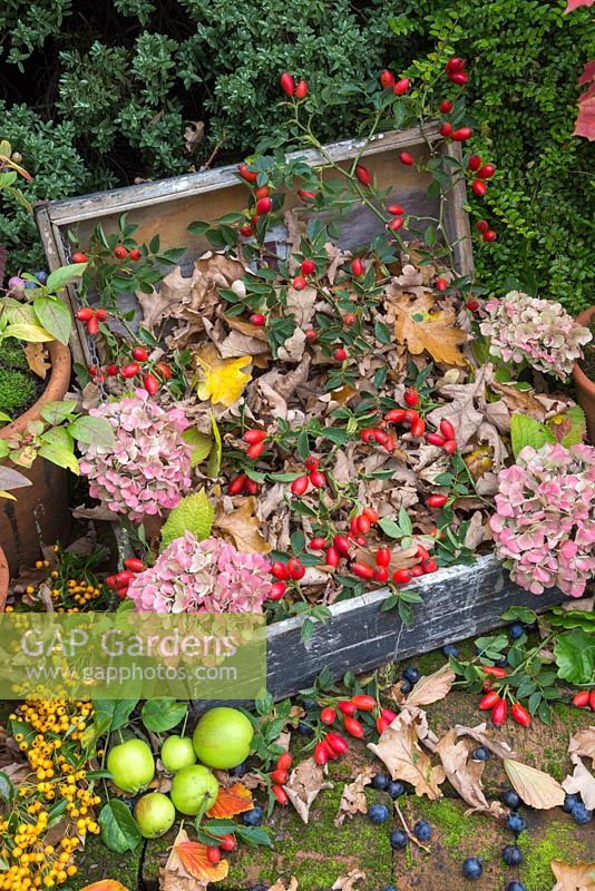Exposition automnale de cynorhodons, capitules de fleurs d'hortensias, pommes de crabe sauvages, baies de Pyracantha et de prunelles