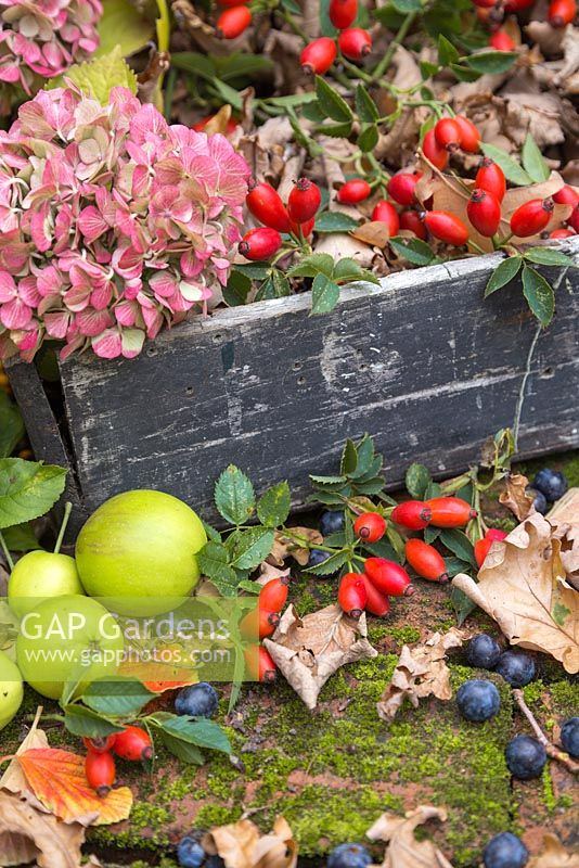 Affichage automnal de cynorrhodons, capitules de fleurs d'hortensia, pommes de crabe sauvage et feuilles de chêne anglais