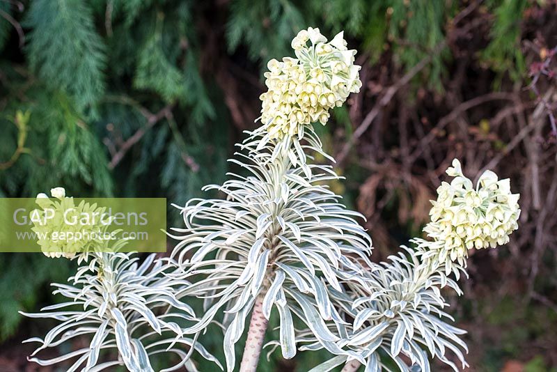 Euphorbia characias 'Tigre de Tasmanie'