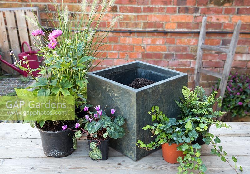 Les ingrédients nécessaires à la plantation d'un pot d'automne sont Cyclamen hederifolium, Anemone hybrida 'Rotkappchen', Polystichum makinoi et Pennisetum alopecuroides 'Hameln'