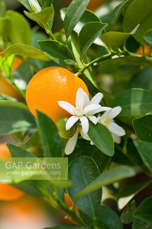 Citrus mitis - musc lime, panama orange, calamondin orange. Piante Faro, Sicile