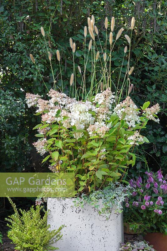 Un pot d'automne avec Ajuga reptans 'Burgundy Glow', Pennisetum massaicum 'Red Bunny Tails', Hydrangea paniculata 'Grandiflora' et Variegated Ivy