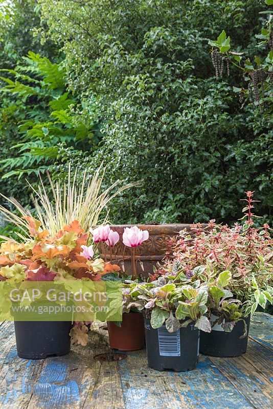 Pot d'automne doré avec Heuchera 'Marmelade', Carex trifida 'Rekohu Sunrise', Ajuga reptans 'Burgundy Glow', Abelia x grandiflora et Cyclamen
