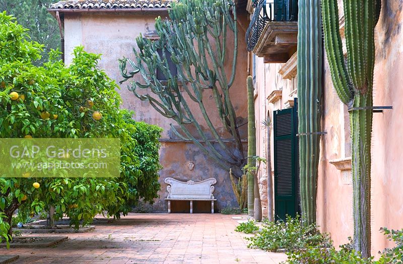 Terrasse principale avec quatre pamplemousses - Citrus Paradisi 'Marsh Seedless '. Cactus - Cephalocereus Polylophus, Euphorbia Canariensis.