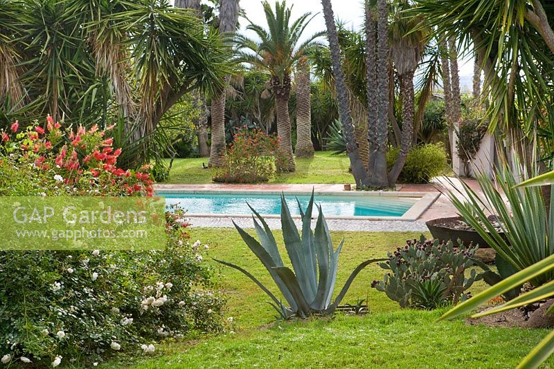 Vue sur piscine avec agave, Rosa Fortuniana en premier plan, Washingtonia Robust et autres arbres tropicaux derrière.