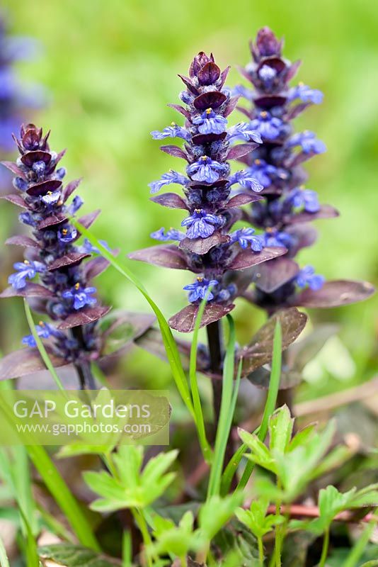 Ajuga reptans