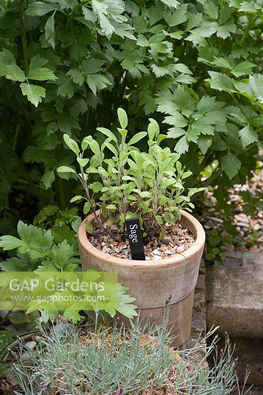 Sauge - salvia, plante herbacée vivace à feuilles persistantes rustique poussant dans un long pot en terre cuite. Livèche en arrière-plan, mai