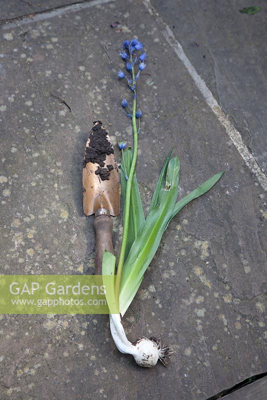 Hyacinthoides hispanica - Bluebell espagnol montrant le gros bulbe. De plus en plus de mauvaises herbes dans le jardin de la ville de Londres, peut menacer la jacinthe des bois au printemps